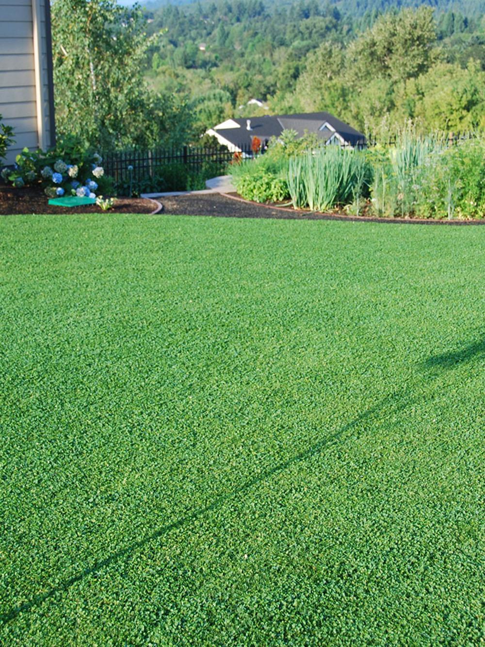Microlawn & Microclover Grass Seed Mix